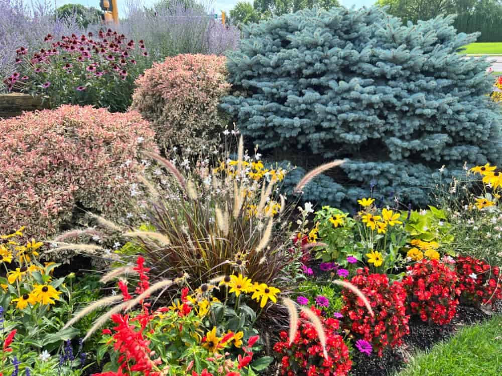 Make An Impact With Blooming Shrubs