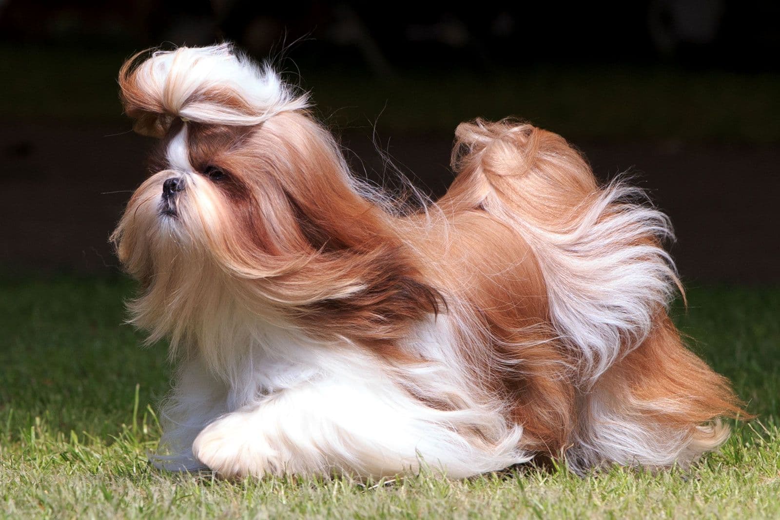 Best Dog Breeds